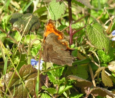 Polygonia c-album